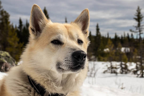 Norwegian Buhund