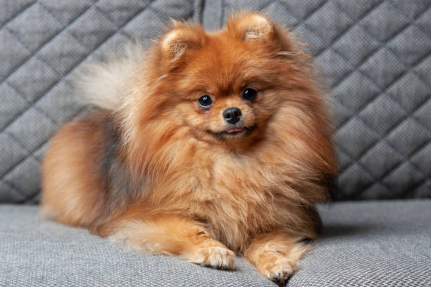 German Spitz