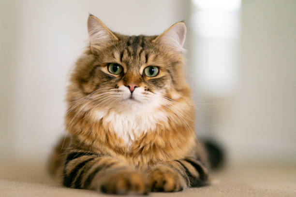 Siberian Forest Cat