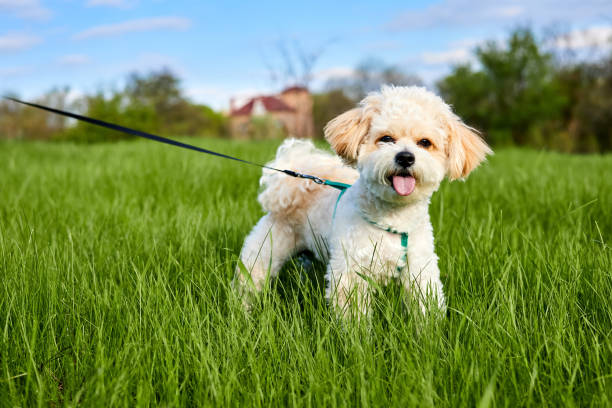 Maltipoo