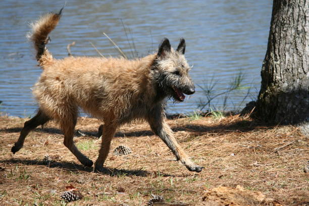 Belgian Laekenois