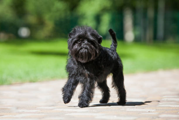 Affenpinscher
