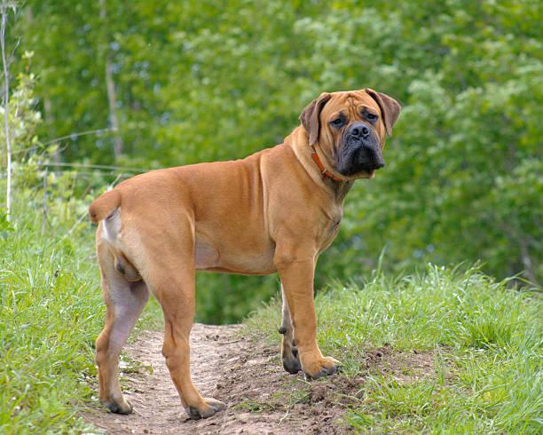 South African Mastiff (Boerboel)