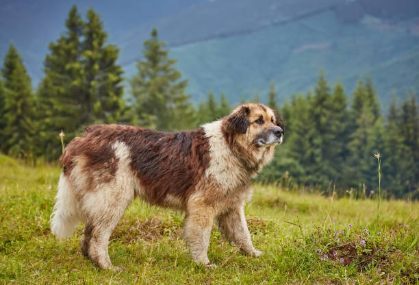 Romanian Carpathian Shepherd