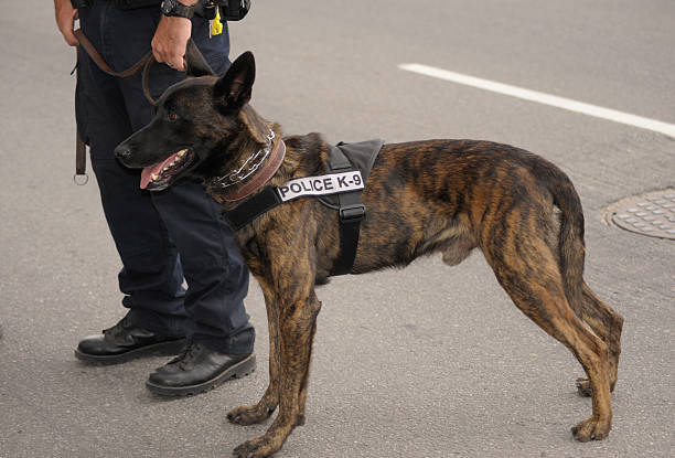 Dutch Shepherd