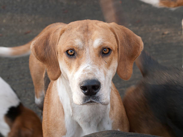 English Foxhound