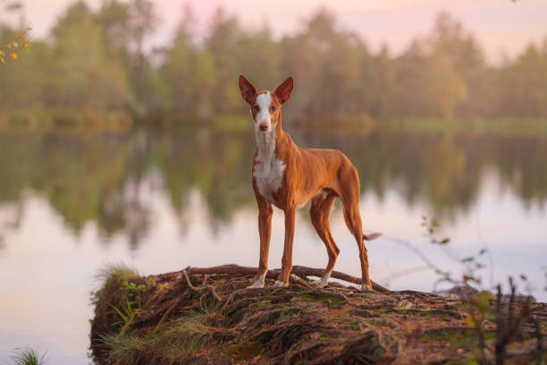 Ibizan Hound