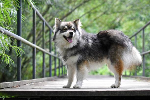 Swedish Lapphund