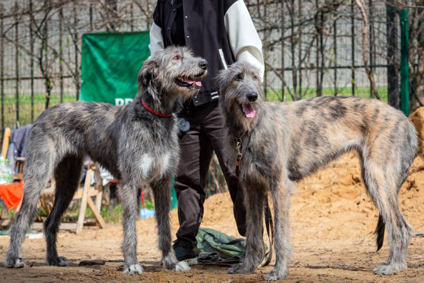 Irish Wolfhound