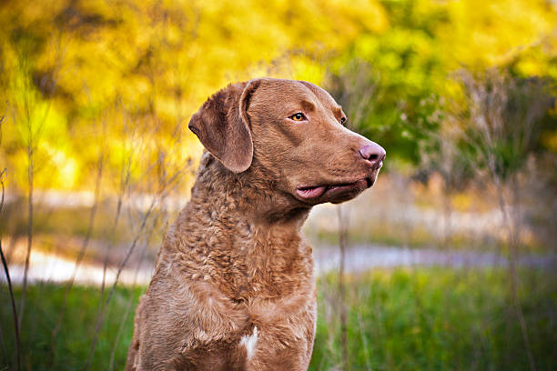 Chesapeake Bay Retriever