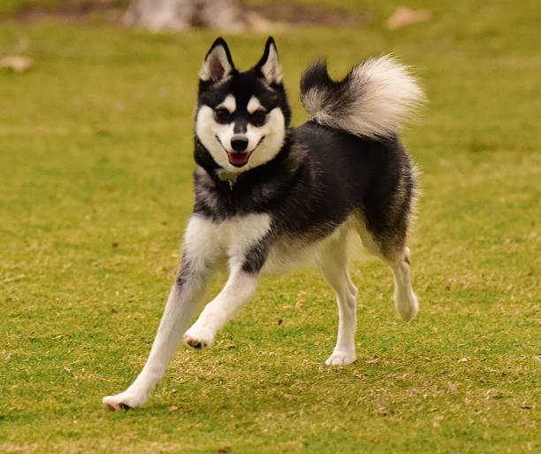 Alaskan Klee Kai