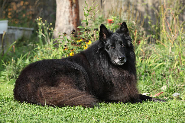 Belgian Groenendael