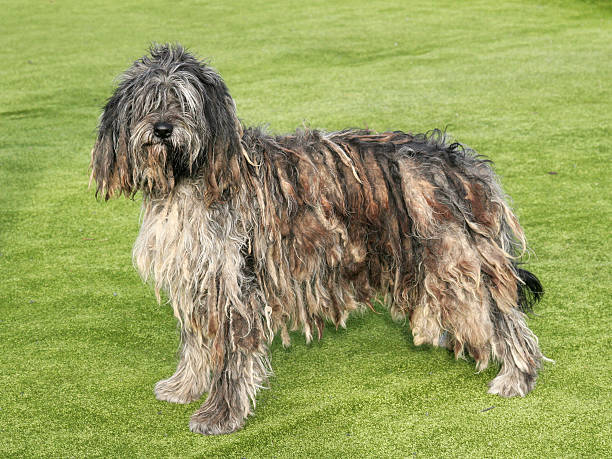 Bergamasco Sheepdog