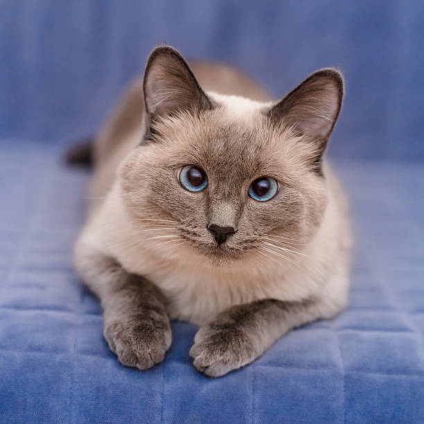 Colourpoint Shorthair