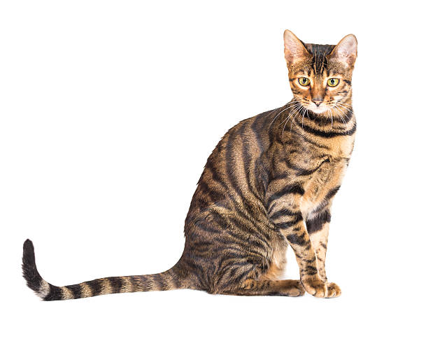 Toyger