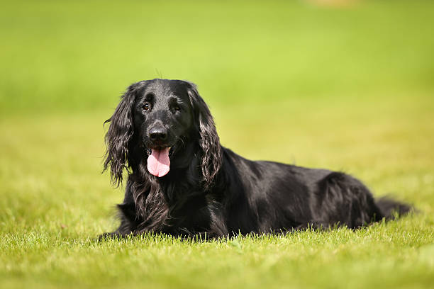 Flat-coated Retriever
