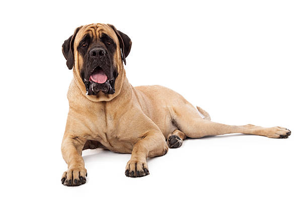 English Mastiff