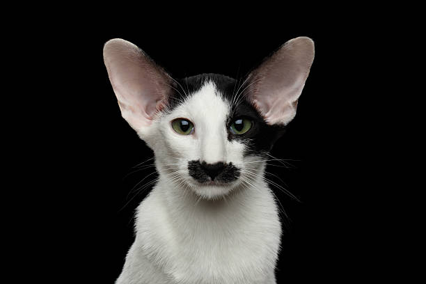 Oriental Bicolor