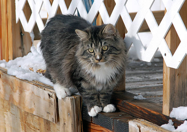 Ragamuffin