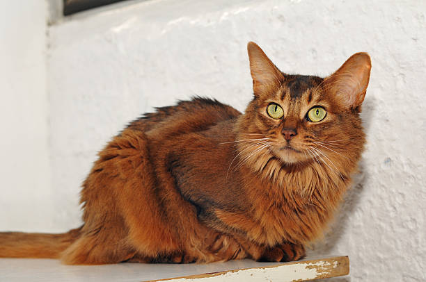 Somali cat