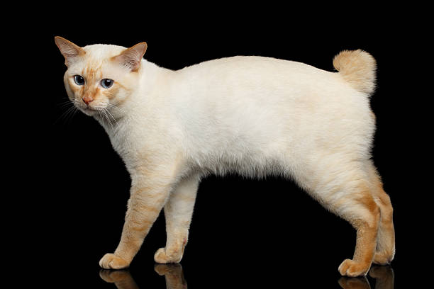 Mekong Bobtail