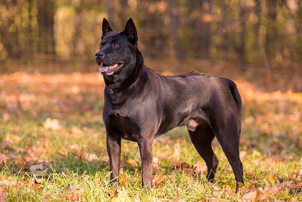 Thai Ridgeback