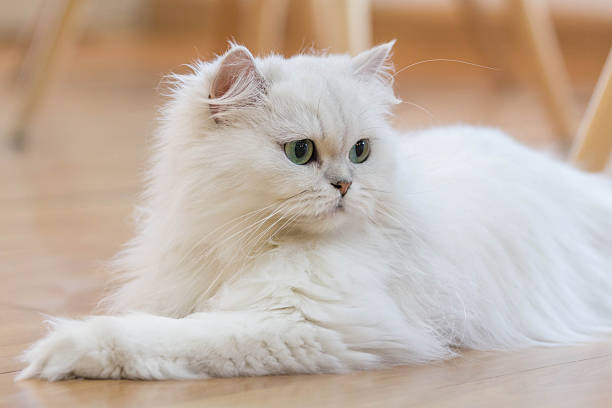 Persian Cat