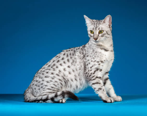 Egyptian Mau