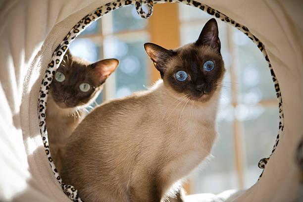 Tonkinese Cat