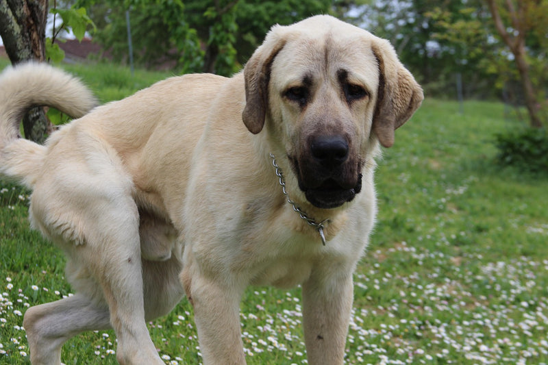 Kurdish Kangal