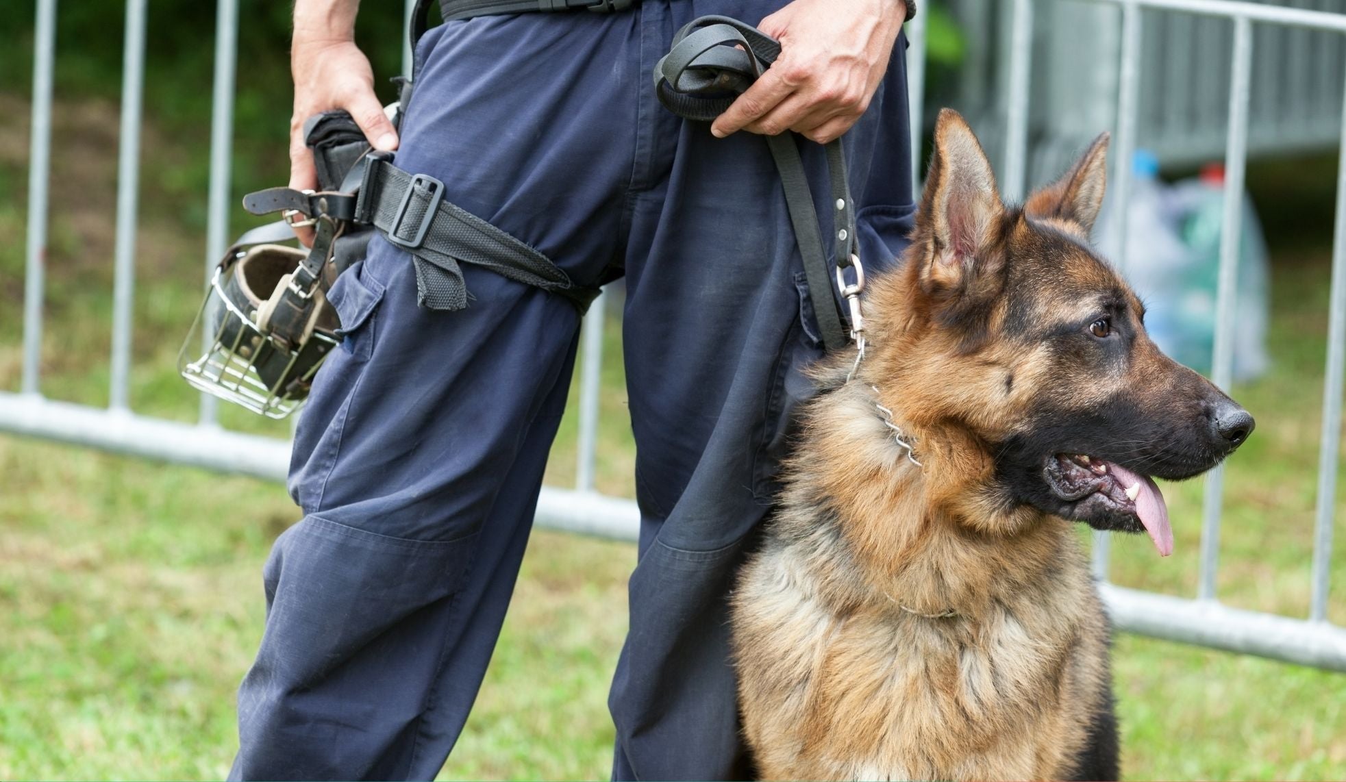German Shepherd GSD Alsatian