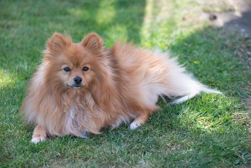 Pomeranian