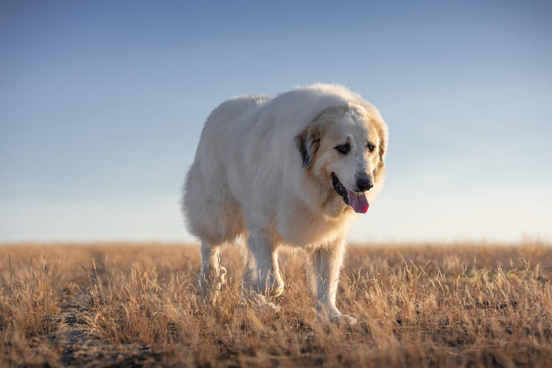 Pyrenean Mountain Dog (Great Pyrenees)
