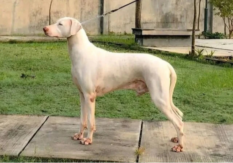 Rajapalayam Hound