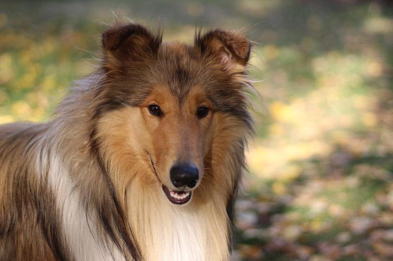 Rough Collie