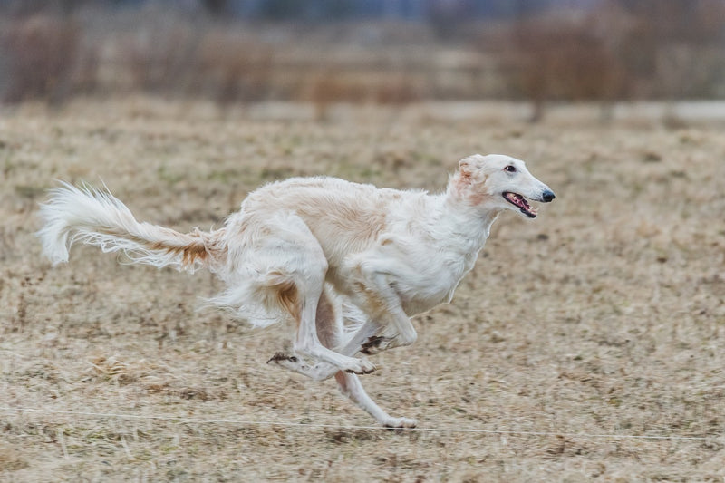 Russian Borzoi