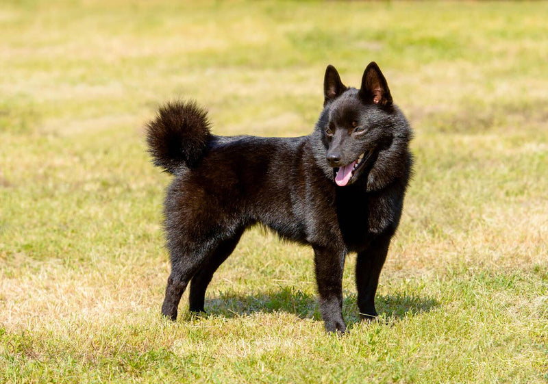 Schipperke