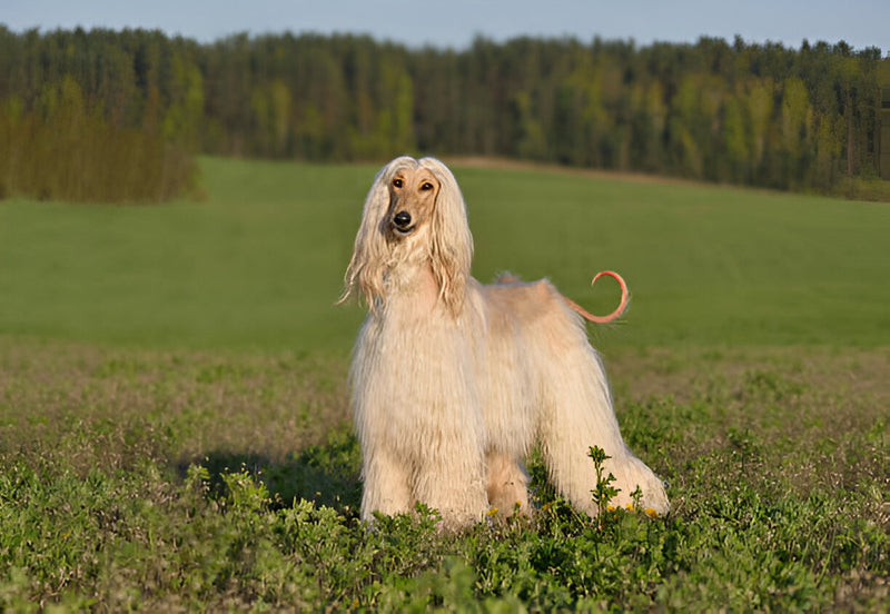 Afghan Hound