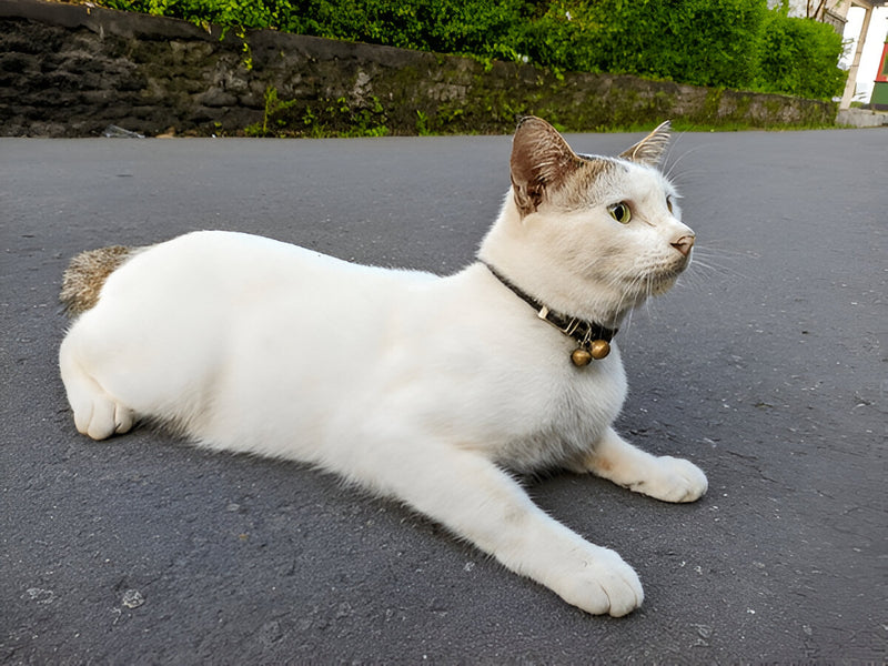 Javanese cat