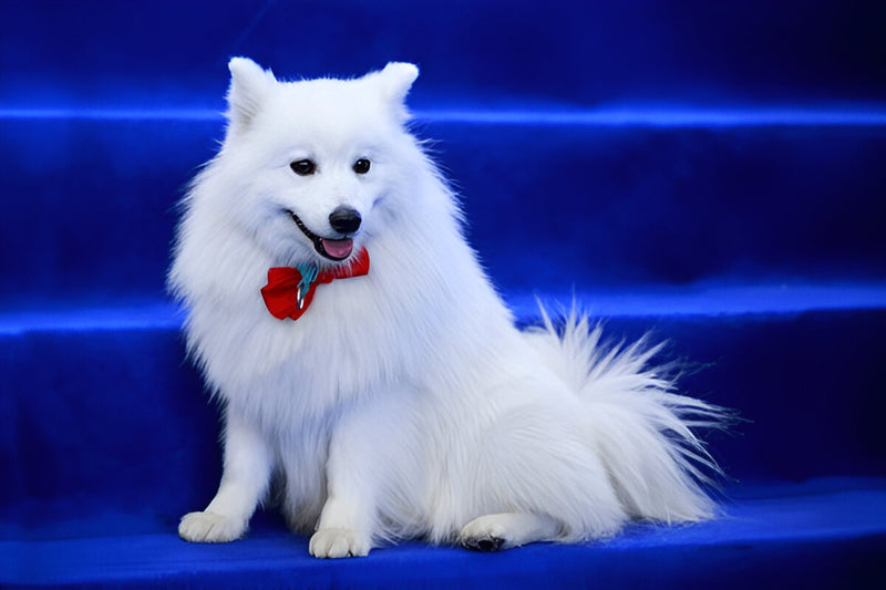 Italian Spitz (Volpino Italiano)