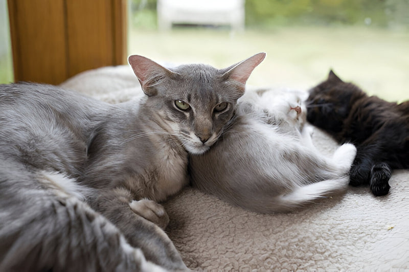 Oriental Longhair