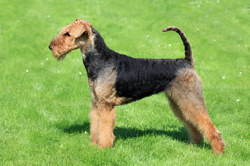 Airedale Terrier