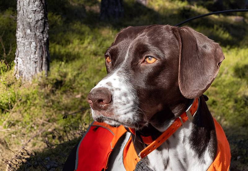 Old Danish Pointer