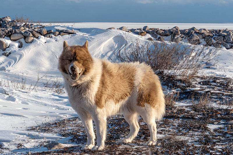 Canadian Eskimo Dog