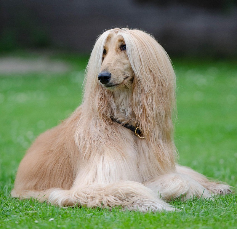 Afghan Hound