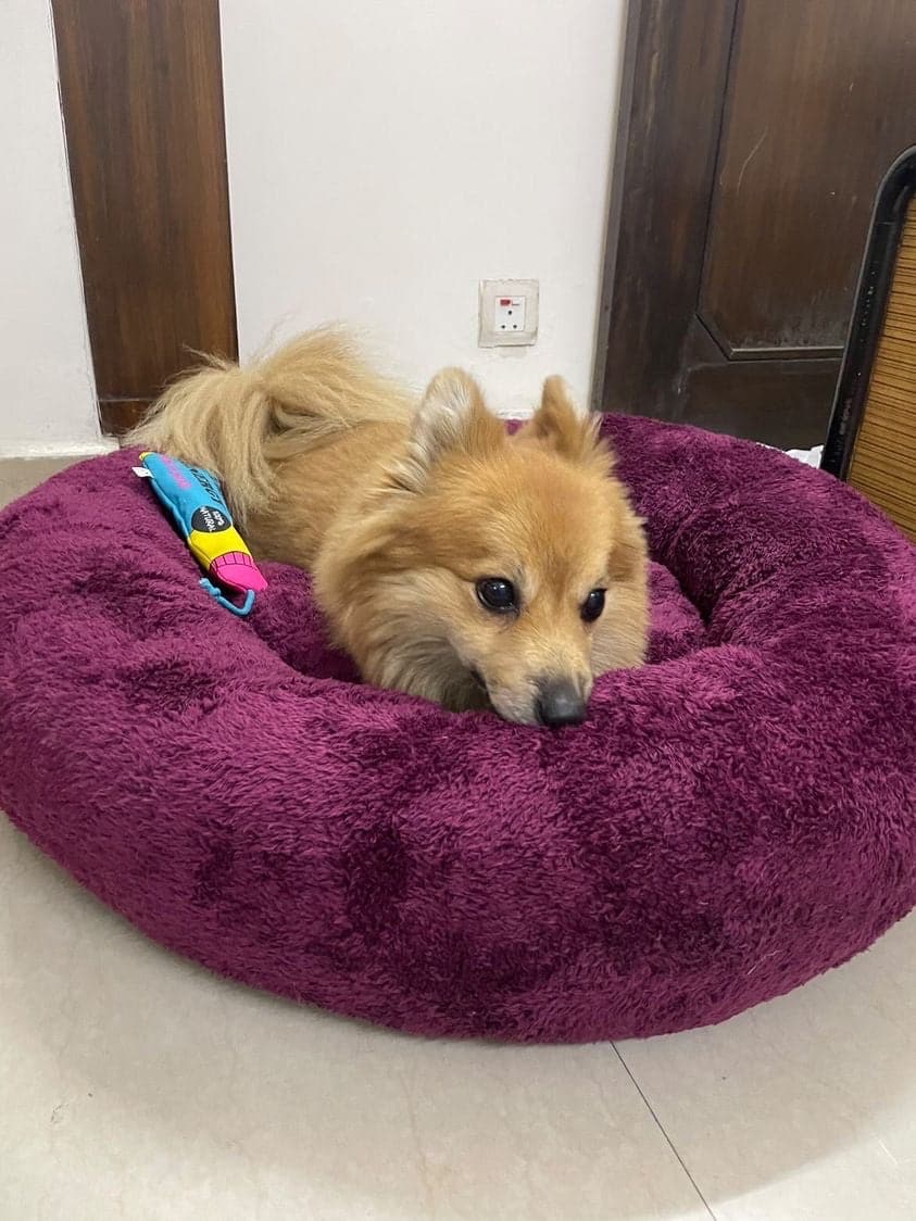 Plum donut bed for dogs (7639914676374)