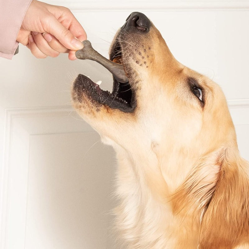 a cream color golden retriever dog eating goofy tails dogs dental treats