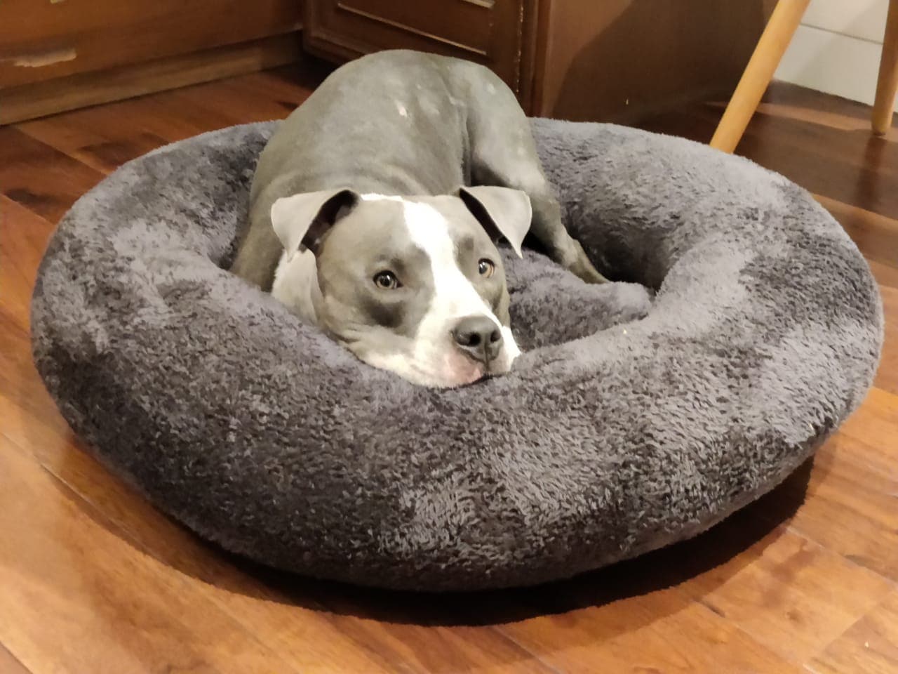 Donut Bed for Dogs (7236404215958)