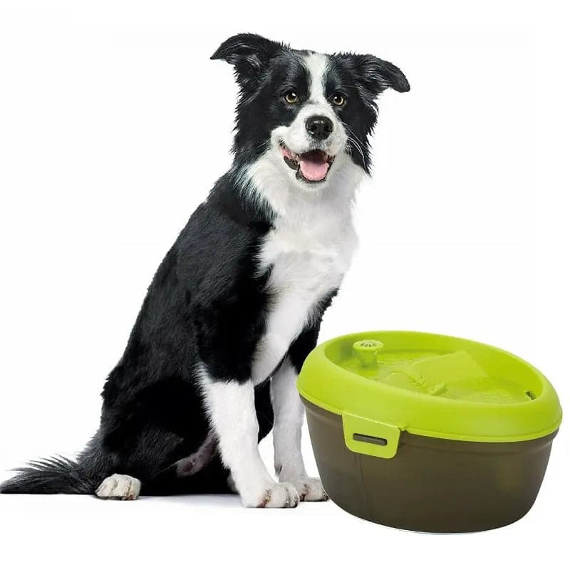 a white and black coolie dog drinking fresh water from goofy tails water fountain