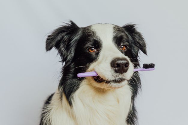 11 simple ways to clean your dog's teeth